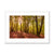 Forest 9 Framed & Mounted Print