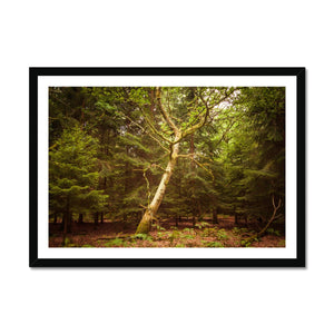 Forest 7 Framed Print