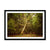 Forest 7 Framed Print