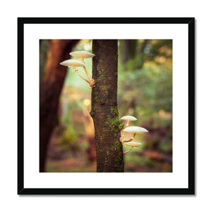 Mushroom tree