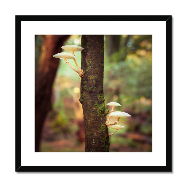 Forest 28 Framed & Mounted Print