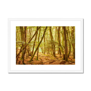 Forest 11 Framed & Mounted Print