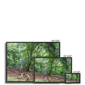 Deep forest landscape