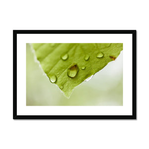 Leaf Macro 2 Framed & Mounted Print