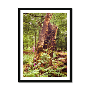 Forest  23 Framed Print