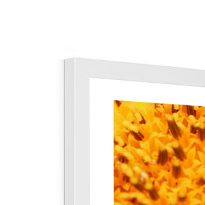 Sun flower 1 Framed Print