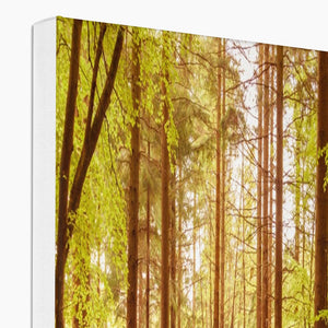 Forest 5 Canvas