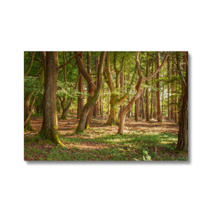 Forest 19 Canvas