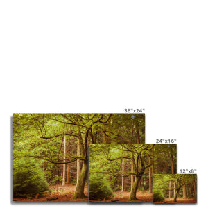 Forest 12 Canvas