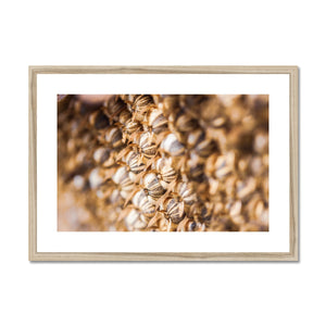 Sun Flower seeds 2 Framed & Mounted Print