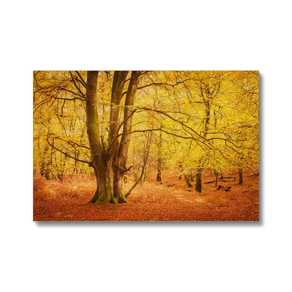 Forest 17 Canvas