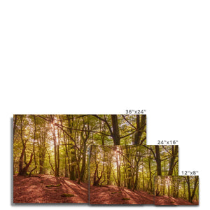 Forest 9 Canvas