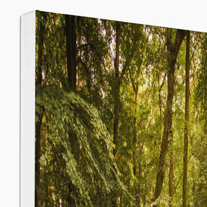 Forest 3 Canvas