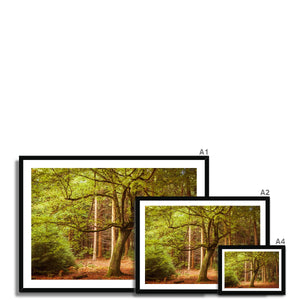 Forest 12 Framed Print