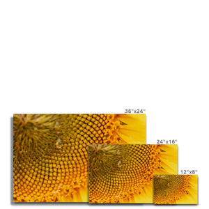 Sun Flower 3 Canvas