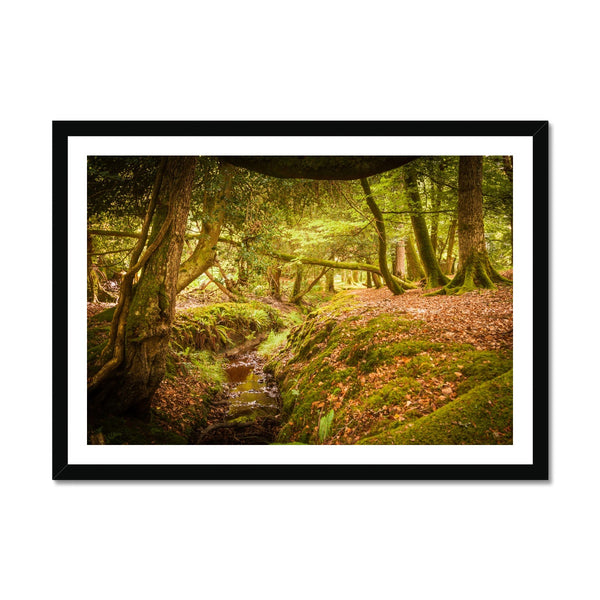 Forest 6 Framed Print