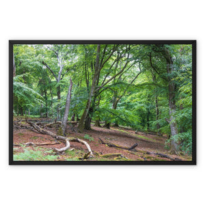 Bolderwood 1 Framed Canvas