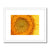 Sun flower 1 Framed & Mounted Print