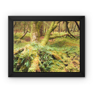 Forest 22 Framed Canvas