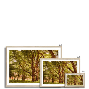 Forest 2 Framed Print