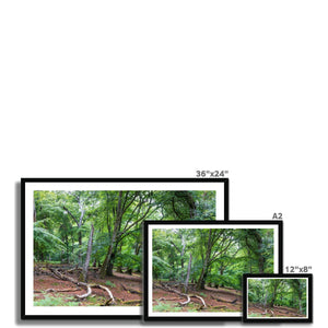 Deep forest landscape