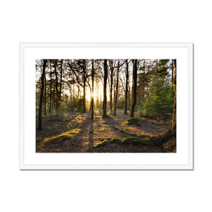 Rhinefield sun Framed & Mounted Print