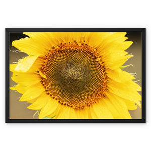 Sun Flower 2 Framed Canvas