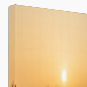 Sun reeds Canvas