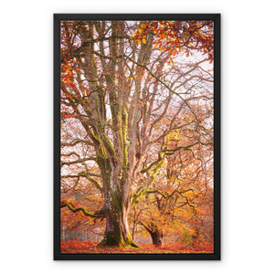 Autumn tree