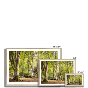 Bolderwood 5 Framed Print