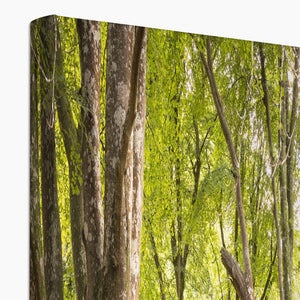 Bolderwood 5 Canvas