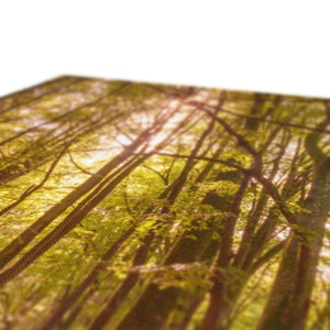 In the Shadow of Trees