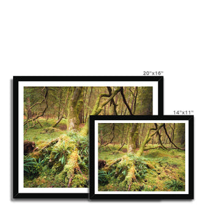 Forest 22 Framed Print