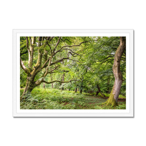 Green forest landscape