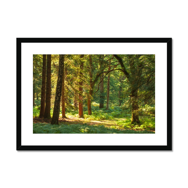 Forest 15 Framed & Mounted Print