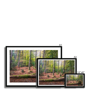 Tranquil autumn woodland