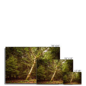 Forest 7 Canvas