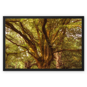 Forest 1 Framed Canvas