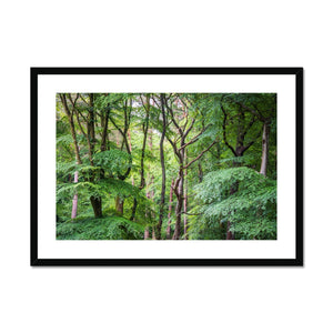 Bolderwood 2 Framed & Mounted Print