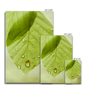 Leaf droplets 5