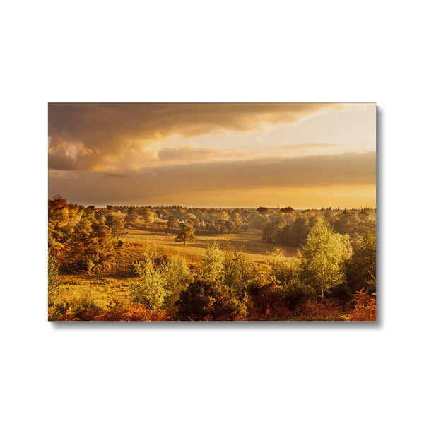 Forest 20 Canvas