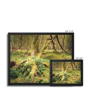 Forest 22 Framed Canvas