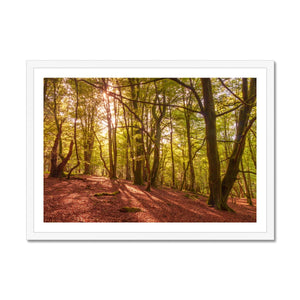 Forest 9 Framed Print