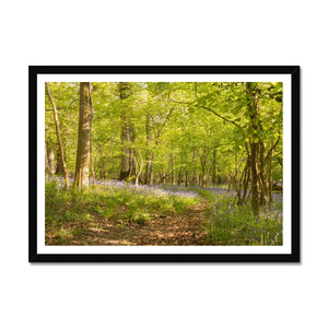 Bluebell path Framed Print