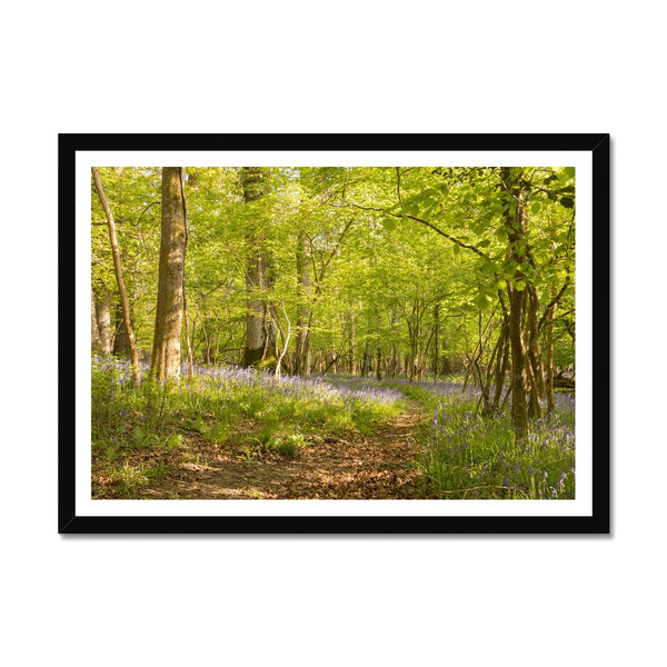 Bluebell path Framed Print