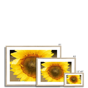 Sun Flower 2 Framed & Mounted Print