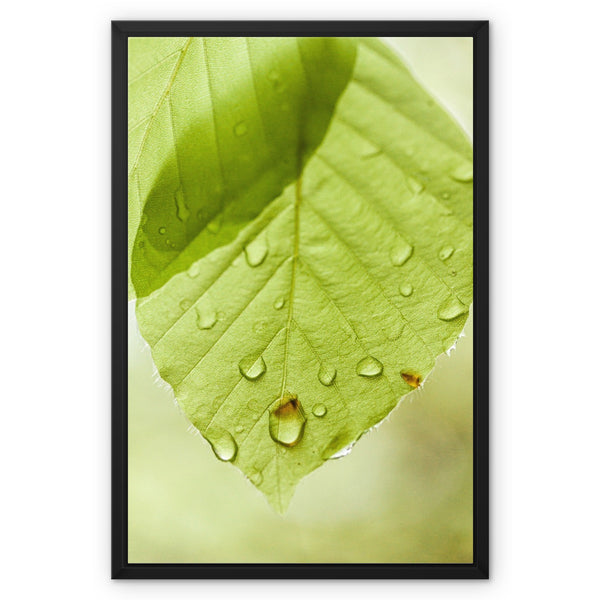 Leaf Macro 1 Framed Canvas