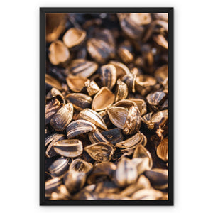 Sun Flower seeds 1 Framed Canvas