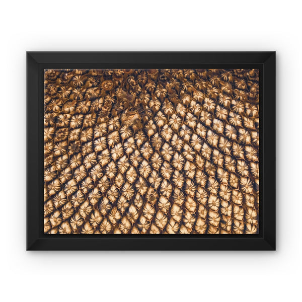 Sun Flower seeds 5 Framed Canvas