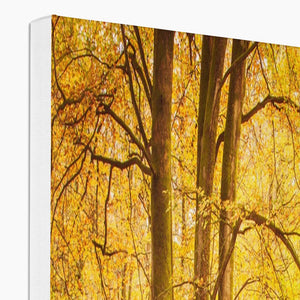 Forest 17 Canvas